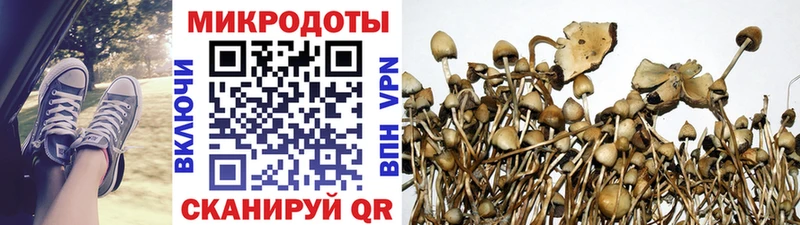 Псилоцибиновые грибы Psilocybe Сурск