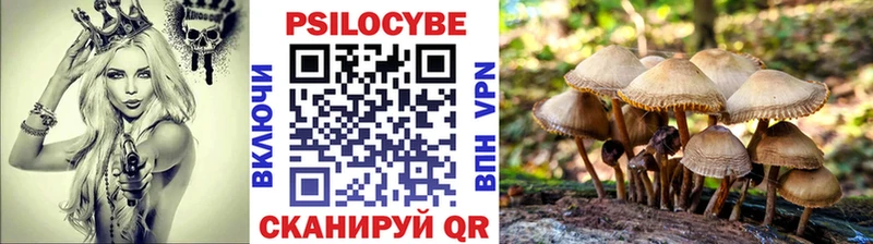 блэк спрут зеркало Сурск Галлюциногенные грибы Psilocybe